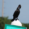 Double-Crested Cormorant