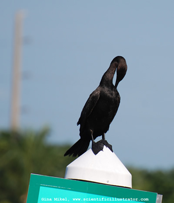 Double-Crested Cormorant