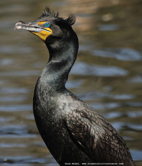 Double-Crested Cormorant