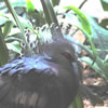 Crowned Pigeon