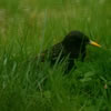 European Starling