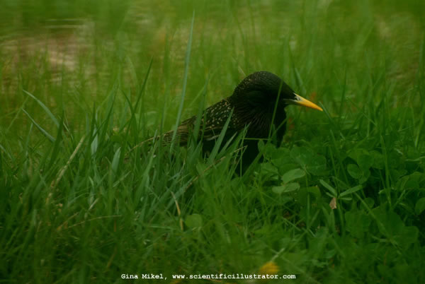 European Starling