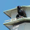 European Starling