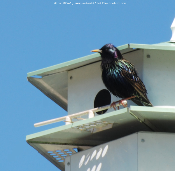 European Starling