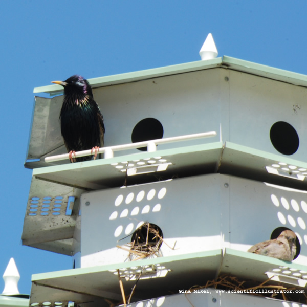 European Starling
