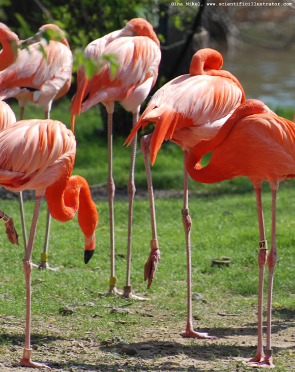 Flamingos