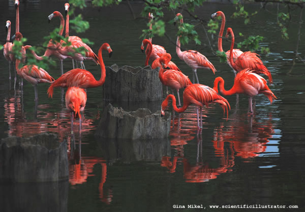 Flamingos