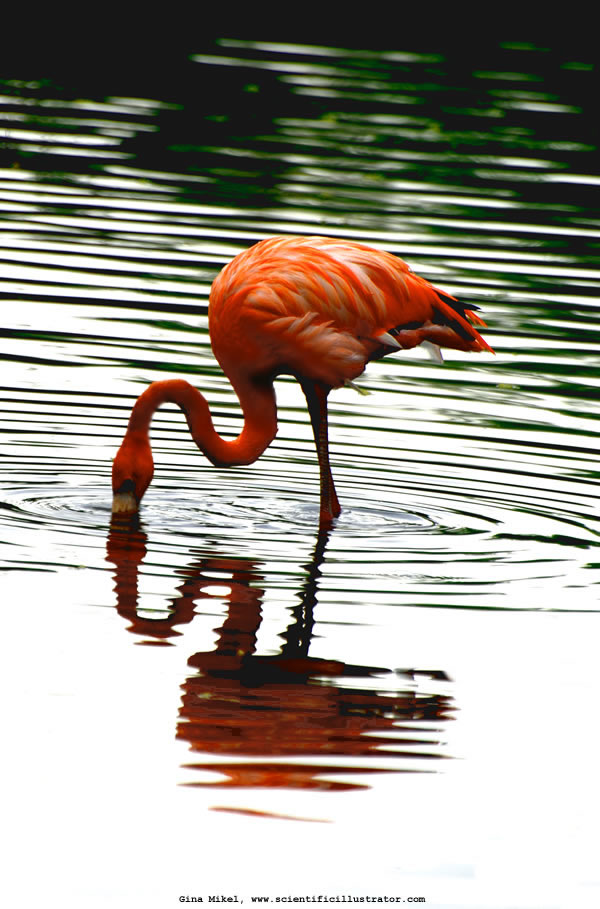 Flamingo
