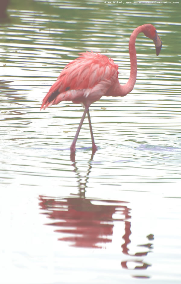 Flamingo
