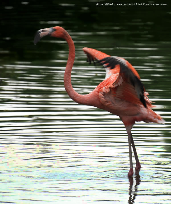 Flamingo