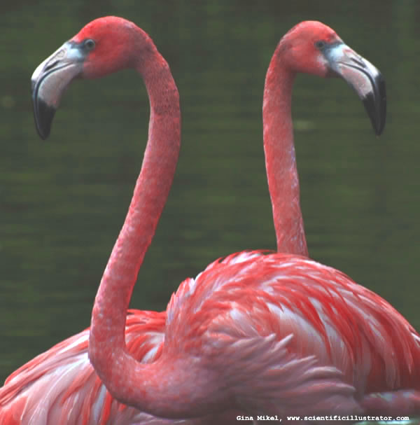 Flamingos