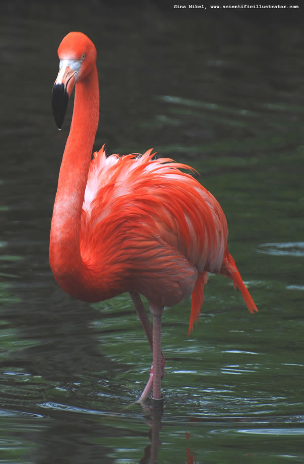 Flamingo