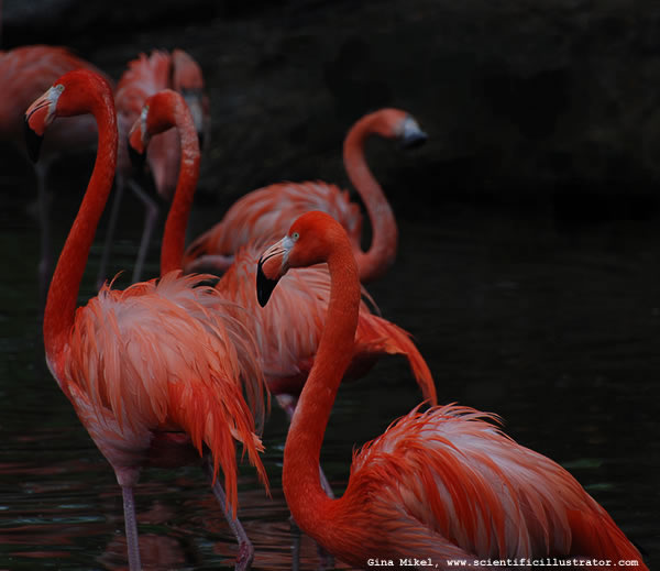 Flamingos