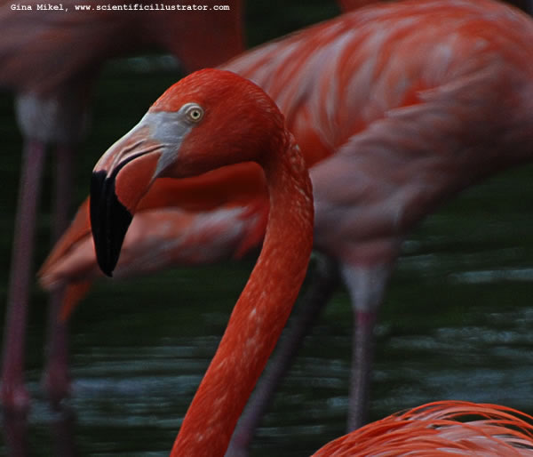 Flamingo