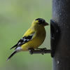 Goldfinch