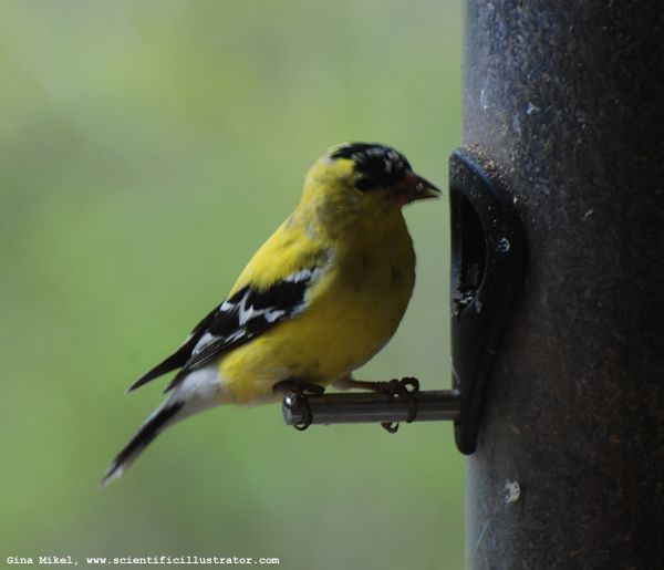 Goldfinch