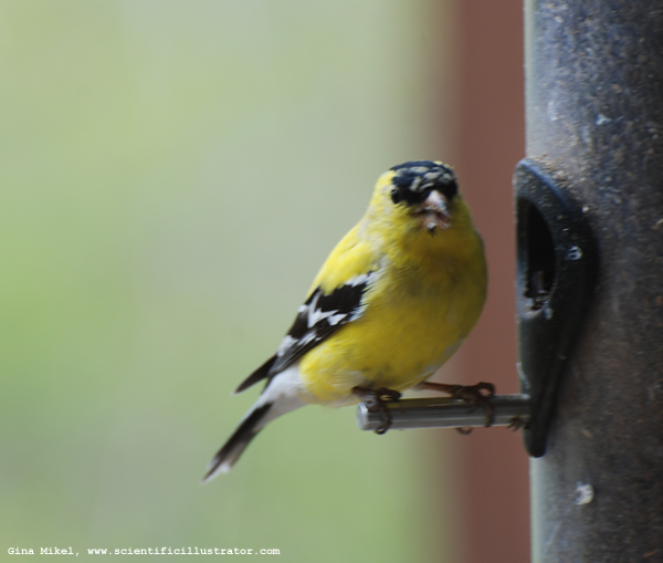 Goldfinch