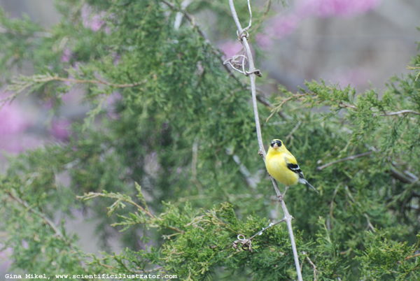 Goldfinch