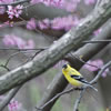 Goldfinch