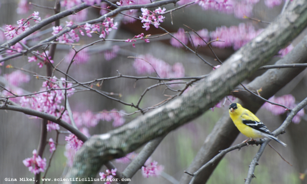 Goldfinch