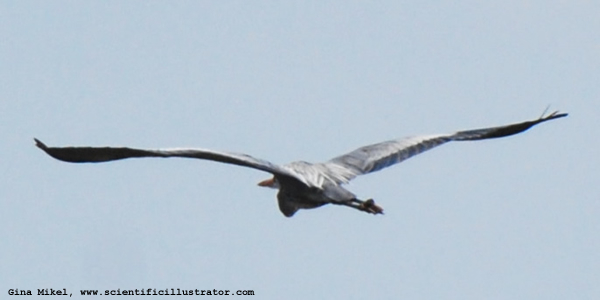 Great Blue Heron