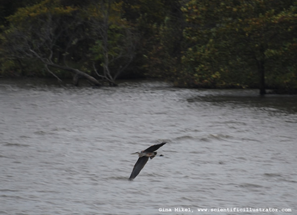 Great Blue Heron