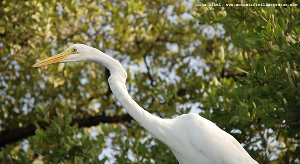 Great White Egret