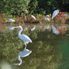 Great White Egrets