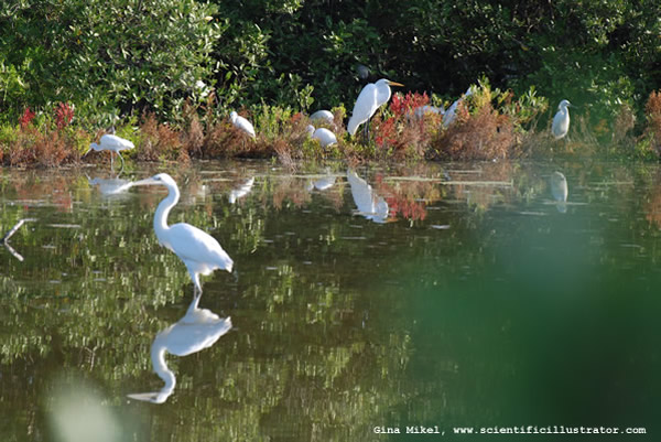 Great White Egrets