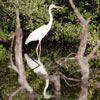 Great White Heron