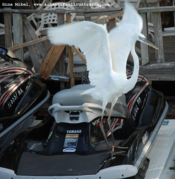 Egret