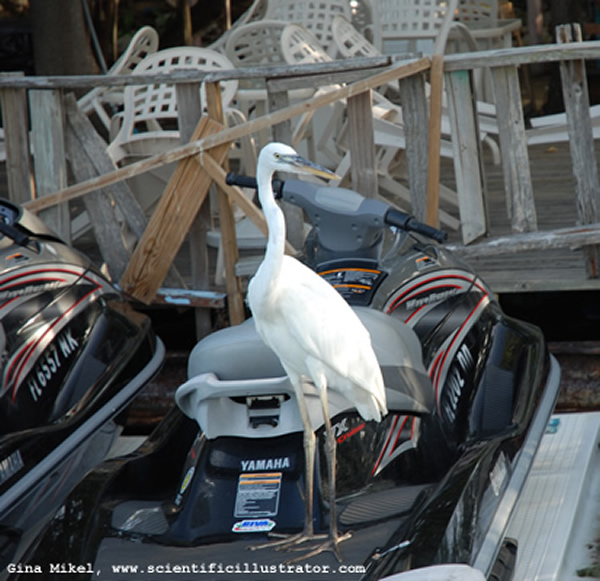 Egret