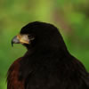 Harris Hawk