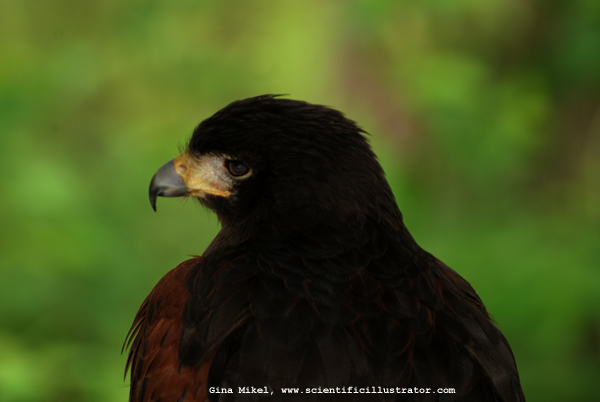 Harris Hawk