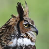 Horned Owl