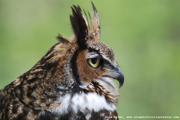 Horned Owl