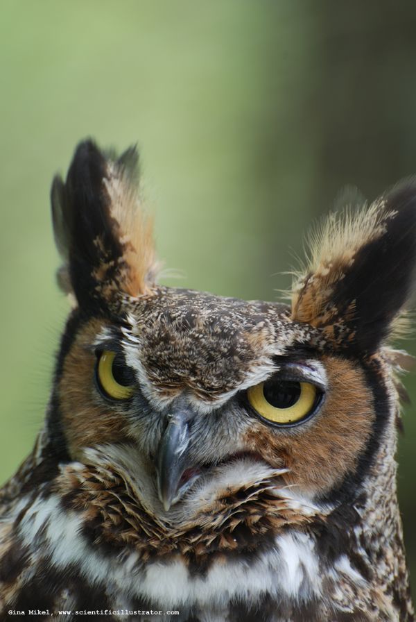 Horned Owl