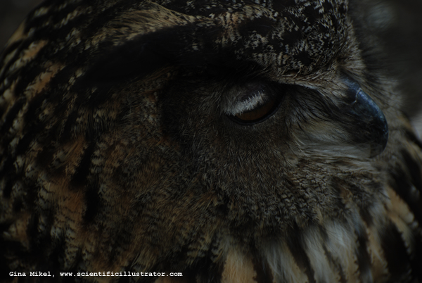 Horned Owl