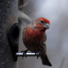 House Finch