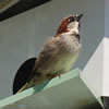 House Sparrow