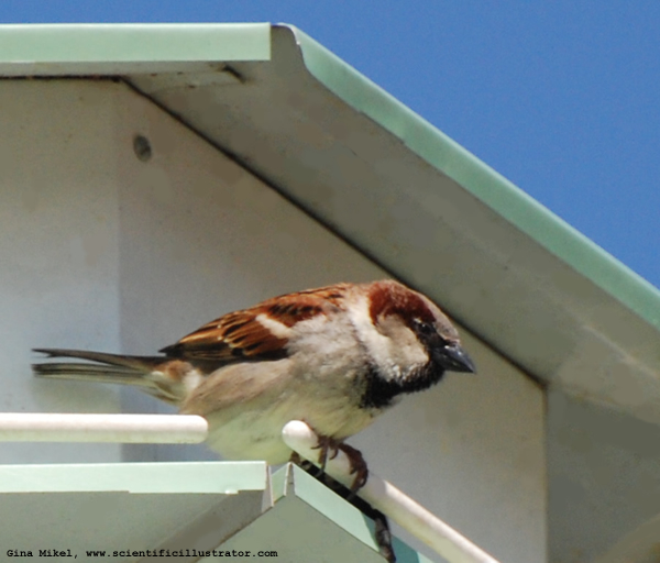 House Sparrow
