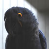 Macaw