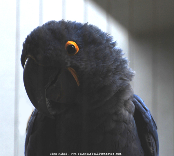 Macaw