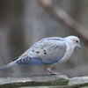 Mourning Dove