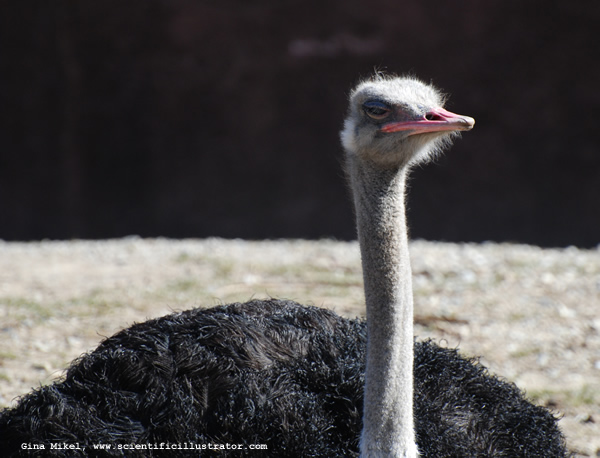 Ostrich