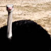Ostrich
