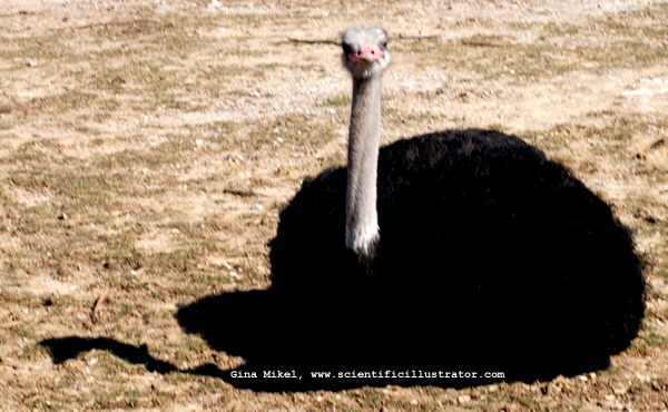 Ostrich