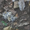 Owl Pellet