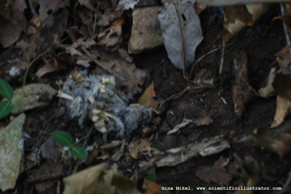 Owl Pellet