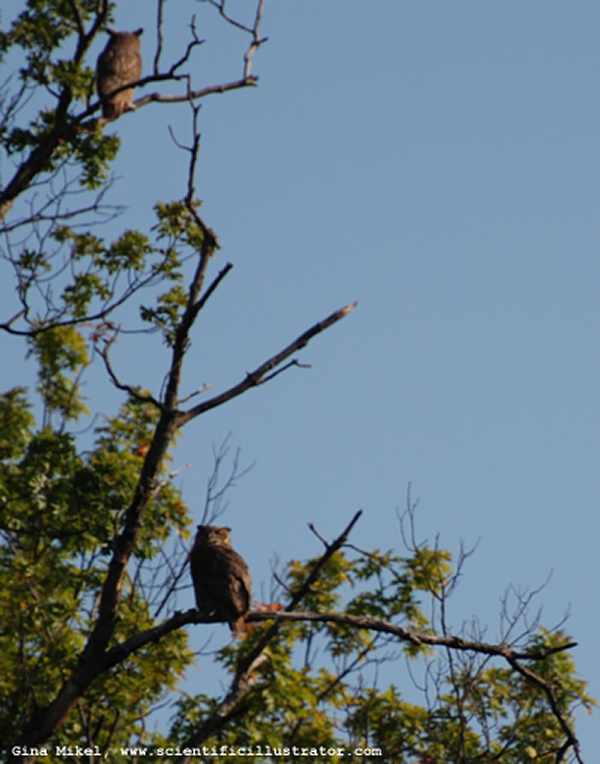Horned Owls